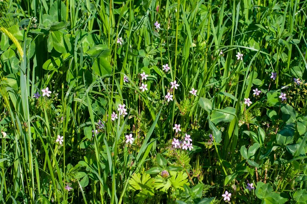 Widok Nieuprawianą Łąkę Wiosną Kwitnącymi Czerwonymi Rubinami Lub Geranium Robertianum — Zdjęcie stockowe