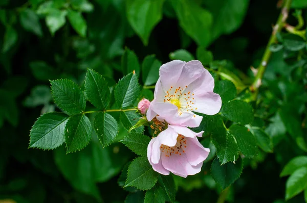 Close Galho Cão Aumentou Com Flores Rosa — Fotografia de Stock