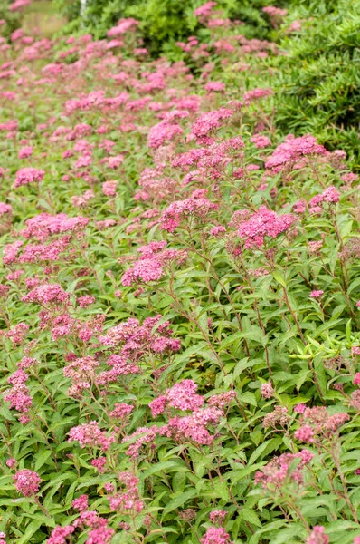 Primo Piano Arbusti Fioriti Spiraea Japonica Con Minuscoli Fiori Rosa — Foto Stock