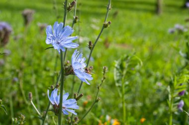 Polen arayan bir uçan sinekle açık mavi hindiba çiçeklerine yakın çekim