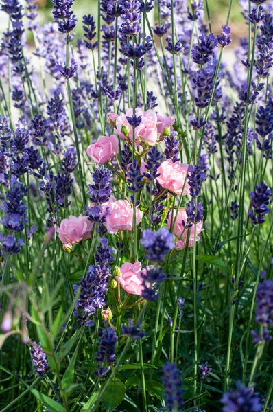 purple flowering lavender and pink roses in a summer garden