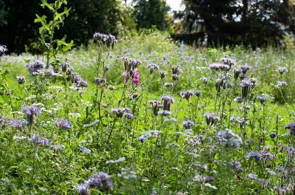 Äng Med Vilda Blommor Och Blå Phacelia Växter Sommarsolljus — Stockfoto