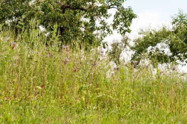 Yaz mevsiminde bir meyve bahçesinde kır çiçekleriyle arı dostu bir çayır.