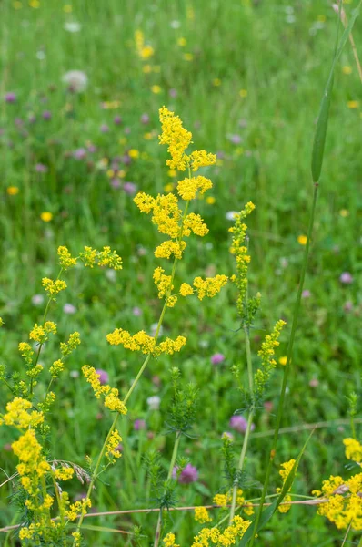 Close Small Yellow Blossoms Galium Verum Yellow Bedstraw Meadow — Stock Photo, Image