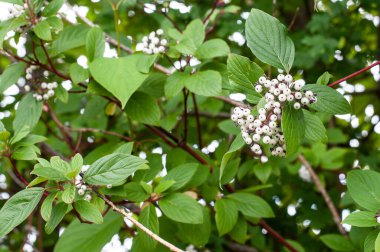 Redwig Dogwood veya Cornus Sericea 'nın beyaz böğürtlenlerinin yakın çekimi
