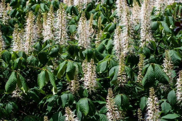 Aesculus parviflora 'nın çiçek açan çalısı ya da yazın ereksiyon olmuş şişe fırçası kovası.