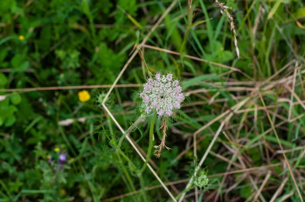 Primer Plano Sombrilla Una Zanahoria Silvestre Crecimiento Con Flores Rosadas — Foto de Stock