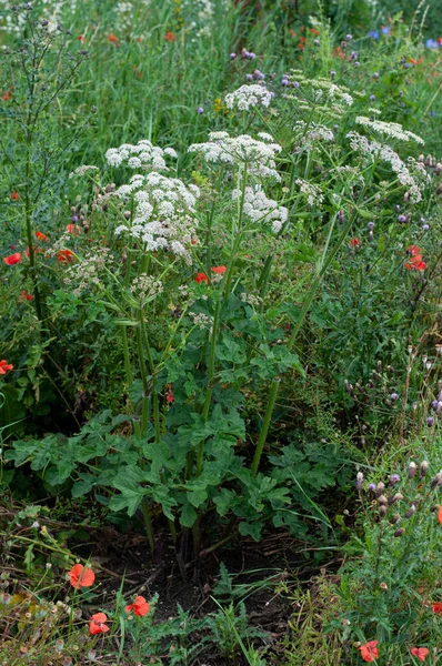 Angelica Syvestris Creciendo Prado Junto Con Amapolas Rojas Cardos — Foto de Stock