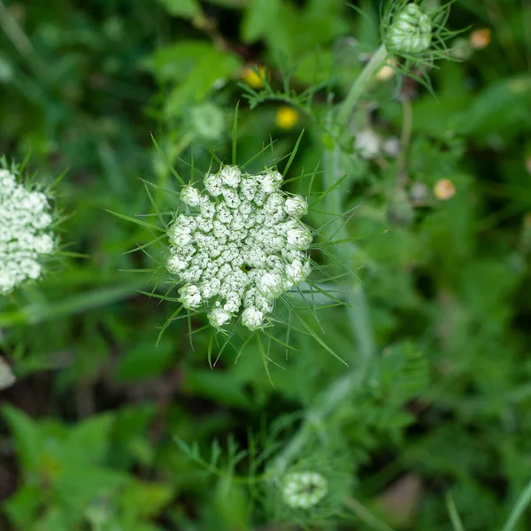 Paraguas Una Zanahoria Silvestre Con Flores Blancas Brácteas Pinnadas — Foto de Stock