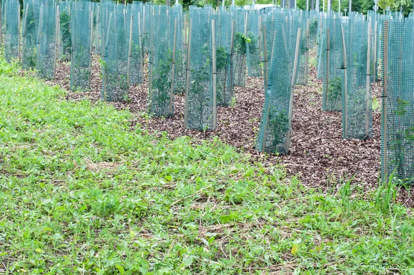 Tree Seedlings Bark Mulch Standing Rows Protected Metal Grid — Stock Photo, Image