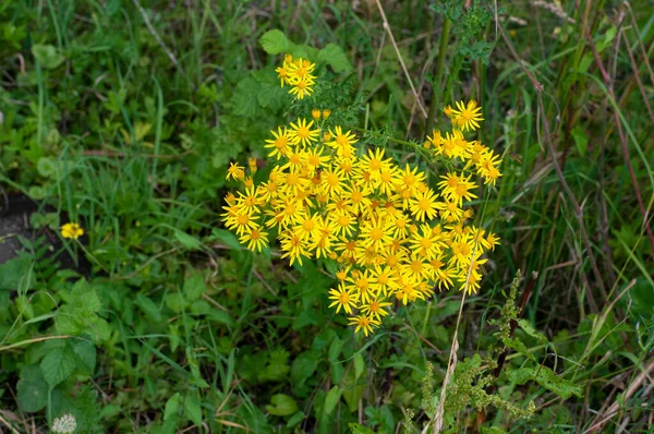 Common Ragwort Yellow Flowers Plant Poisonous Horses Cattle — Stock Photo, Image