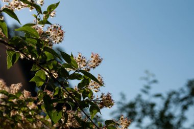 Mavi gökyüzü solmuş çiçekli bir buğday ağacının dalına yakın plan.