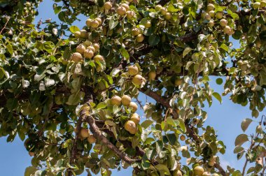 Elma ağacının dalları ve bir sürü sarı olgun elma.