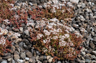Canlı bir çatıda çakıl taşları üzerinde büyüyen beyaz çiçeklerle taştan mahsullerin yakın çekimi.