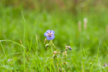 Çayırların mavi çiçeklerine yakın çekim. Yapraklarına yağmur damlaları düşmüş.