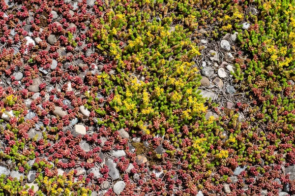 Sedum Sempervivum Желтыми Цветами Покрывающими Плоскую Крышу Галечным Полом — стоковое фото