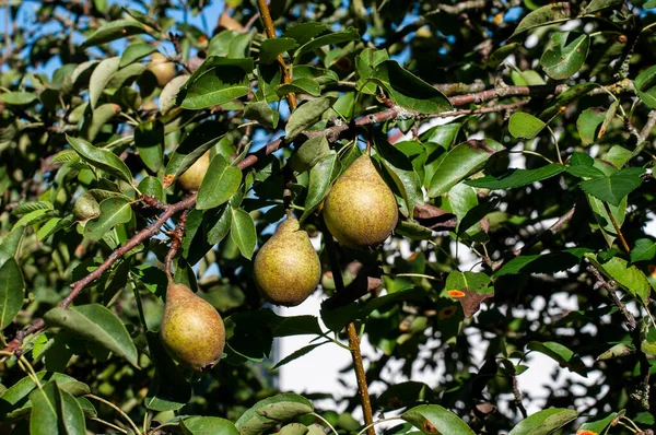 Twijg Van Een Peer Boom Met Rijpende Vruchten Zomer — Stockfoto