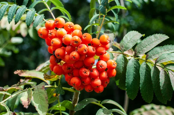 Bir dağ külünün veya Sorbus aucuparia 'nın meyvelerine yakın çekim