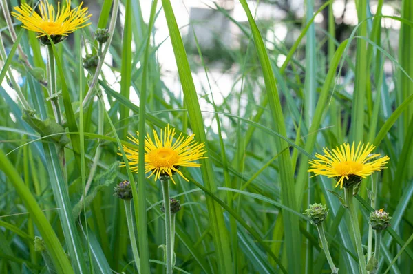 Gula Blomma Huvuden Häst Läka Med Kinesiska Silver Gräs — Stockfoto