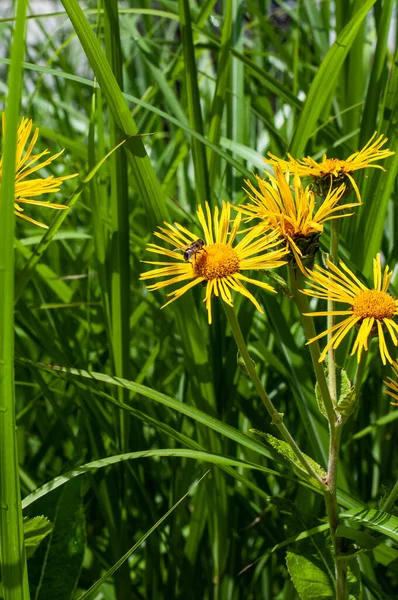 Närbild Gula Blommor Elekampan Eller Hästläkning Med Ett Honungsbi — Stockfoto