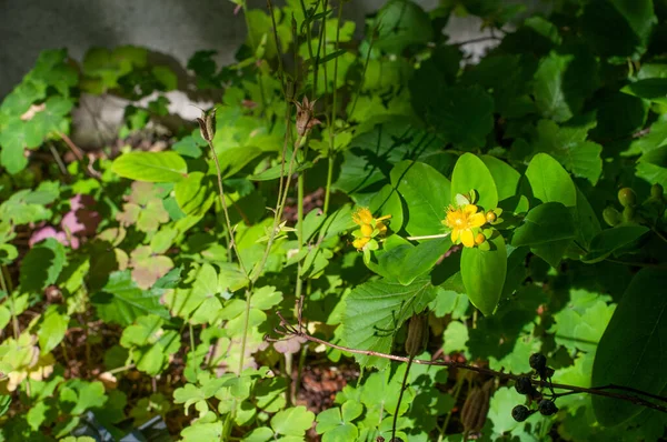 Close Shrubby Saint John Wort Yellow Blossoms — Stock Photo, Image