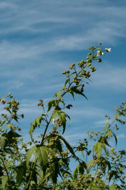 Virjinya Mallow 'unun çiçek açan dalının yakın çekimi ya da sida hermafrodita beyaz çiçeklerle