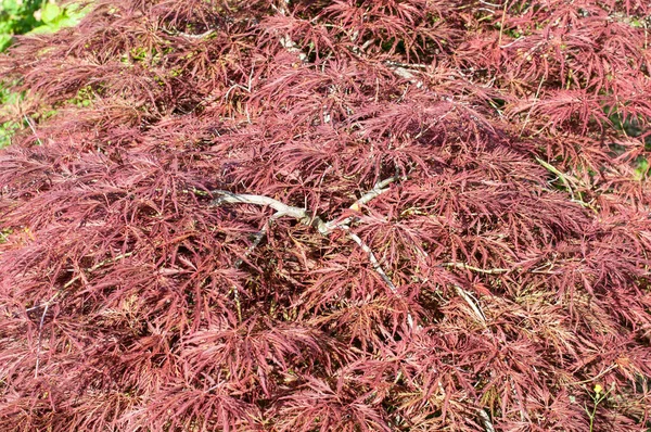 Gros Plan Petit Arbuste Palmier Acer Feuillage Rouge — Photo