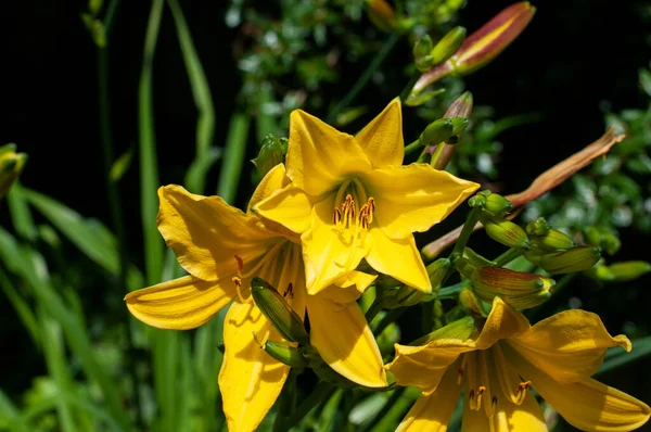 Günün sarı çiçeklerine yakın çekim. Günışığında zambak.