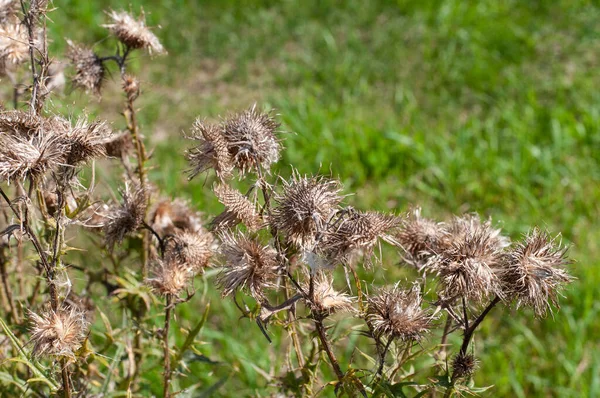 close-up of the dry wilted flowers of a thistle plant in a meadow on a sunny day