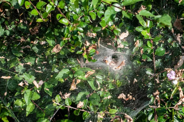 Nahaufnahme Einer Trichterförmigen Falle Aus Dichten Spinnenseidenfäden Einer Gartenhecke — Stockfoto