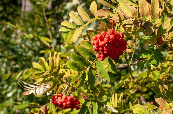 Hegyi Kőris Vagy Sorbus Aucuparia Vörös Bogyói Késő Nyáron — Stock Fotó