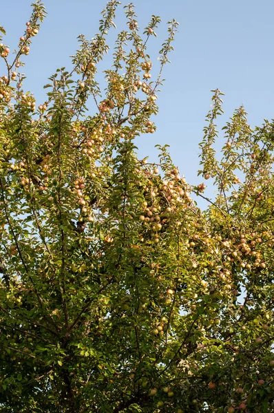 Ветви Яблони Висячими Фруктами Солнечный День Осенью — стоковое фото