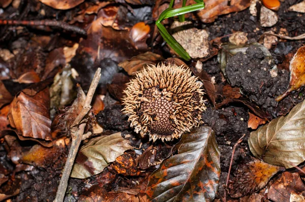 Spiny Puffball Mushroom Net Surface Loosing Its Spines — Stock Photo, Image