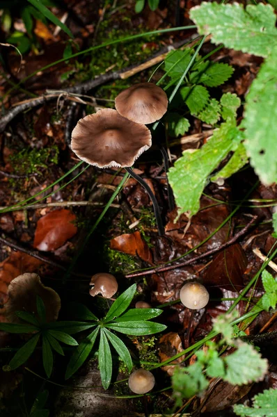 Group Garlic Scented Mushrooms Mycetinis Scorodonius Growing Dead Wood Forest — Stock Photo, Image