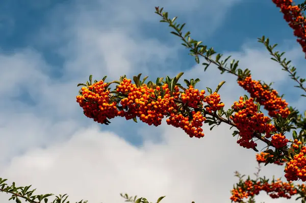 Twig Firethorn Shrub Ornamental Orange Fruits Blue Sky White Clouds — Stock Photo, Image