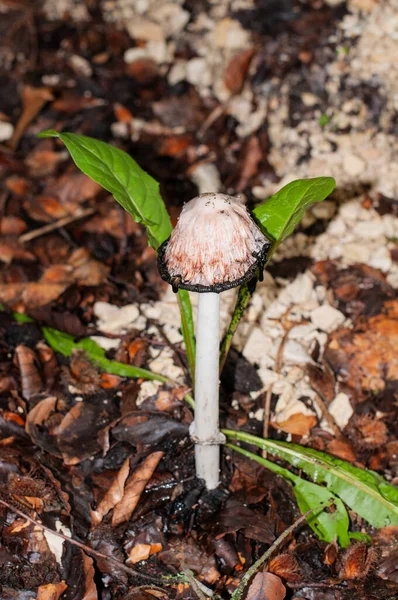 Close Old Shaggy Ink Cap Forest Black Gills White Hat — Stock Photo, Image