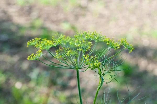 Una Flor Hinojo Silvestre Con Diminutas Flores Amarillas Prado — Foto de Stock