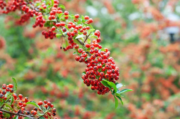 红色装饰浆果的山楂灌木的枝条 — 图库照片