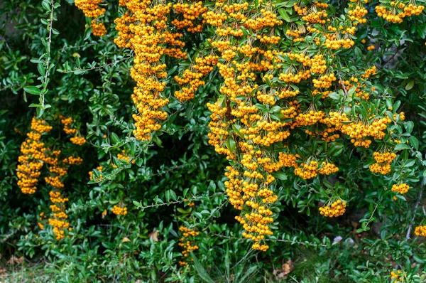 Branches Firethorn Shrub Many Yellow Berries Garden — Stock Photo, Image