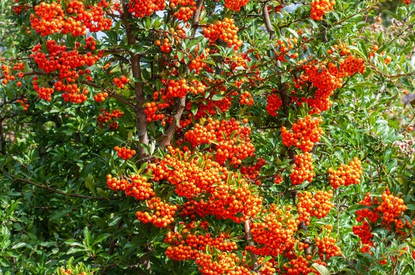 秋天的花园里 用橘红色的浆果做成的菊花或火刺 — 图库照片