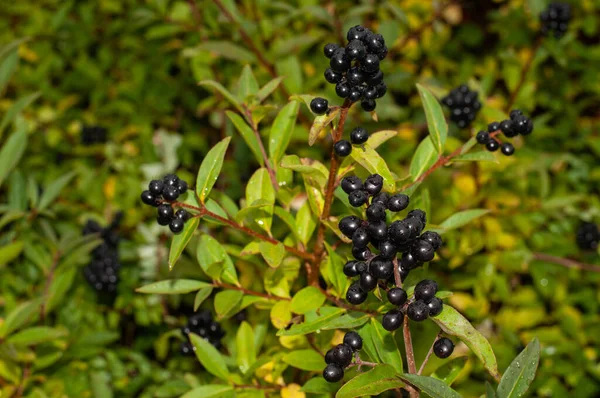 Close-up of wet ripe privet berries on a rainy day in autumn — Stock Image Close Wet Ripe Privet Berries Rainy Day Autumn Royalty Free Stock Images