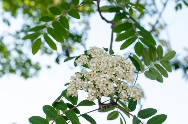 Close Van Bloeiwijze Van Een Rowan Essen Boom Sorbus Aucuparia — Stockfoto