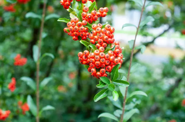 用红色浆果丛生的龙涎香或火刺灌木的分枝的特写 — 图库照片