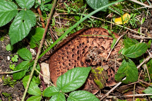 Close Brown Cap Shingled Hedgehog Mushroom Dark Scales Growing Forest — Stock Photo, Image
