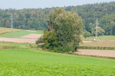 Tarımsal alanlarda ağaçların ve elektrik direklerinin bulunduğu bir kırsal alan.