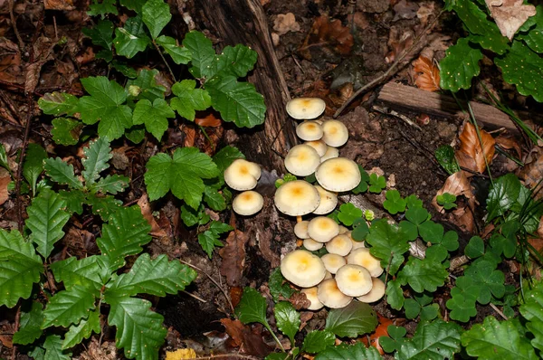 Group Poisonous Sulphur Tuft Mushrooms Dead Wood Forest Floor — Stock Photo, Image