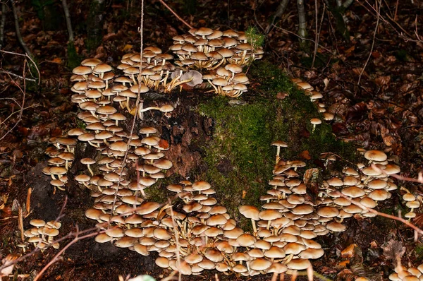 Poisonous Sulphur Tuft Mushrooms Growing Tree Stump Autumnal Forest — Stock Photo, Image