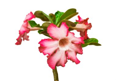 Adenium - No 2: Adenium kökeni ilk Alman botanikçi Doğu Afrika P. Forskal tarafından keşfedildi.