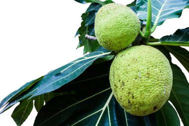 Meyveler: Doğu Hint Adaları'nın yerel bir meyvedir. Ve Batı Pasifik.