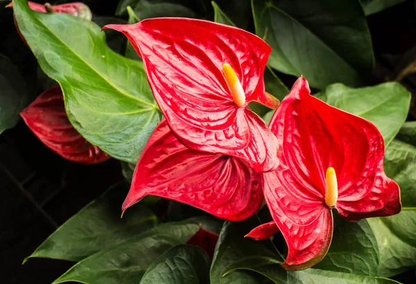 Anthuriums Κόκκινο Λουλούδι Σχήμα Καρδιάς Της Anthuriums Είναι Πραγματικά Μια Εικόνα Αρχείου